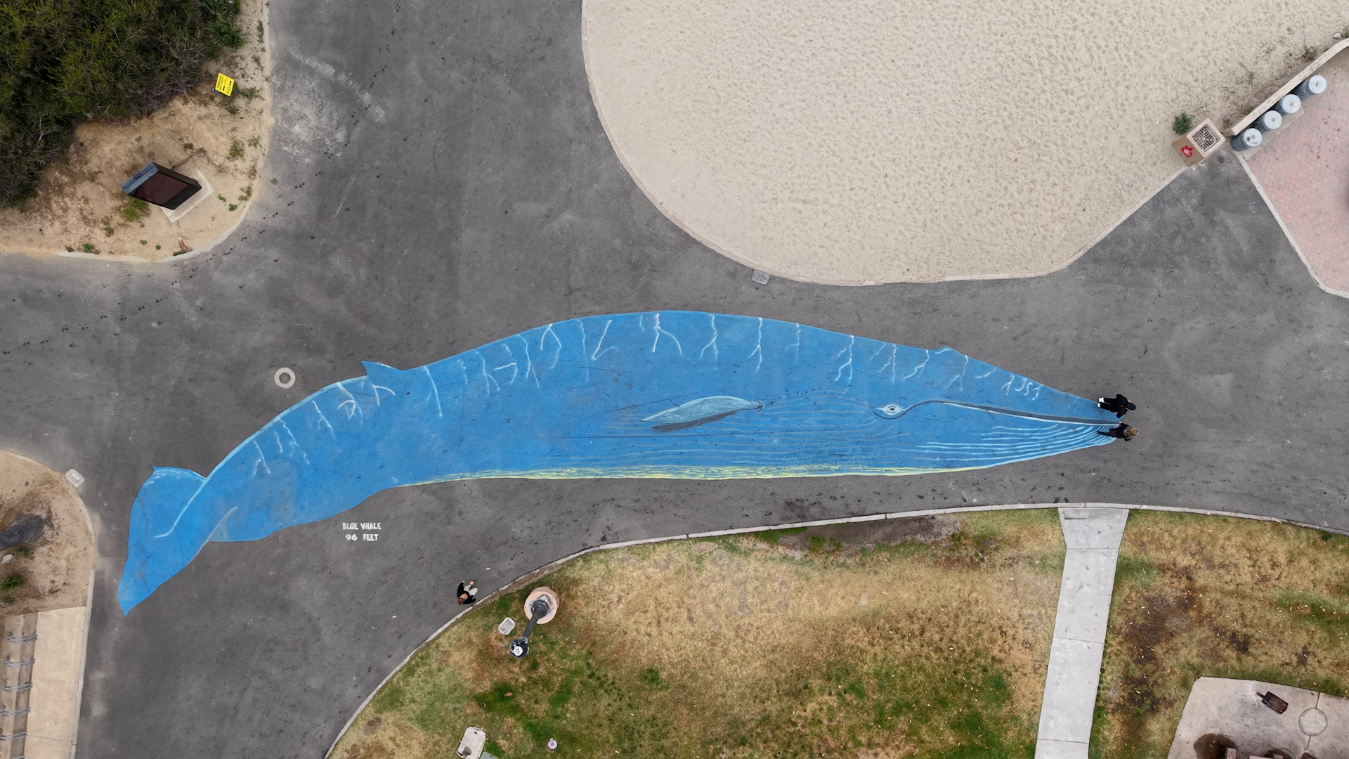 Blue Whale
