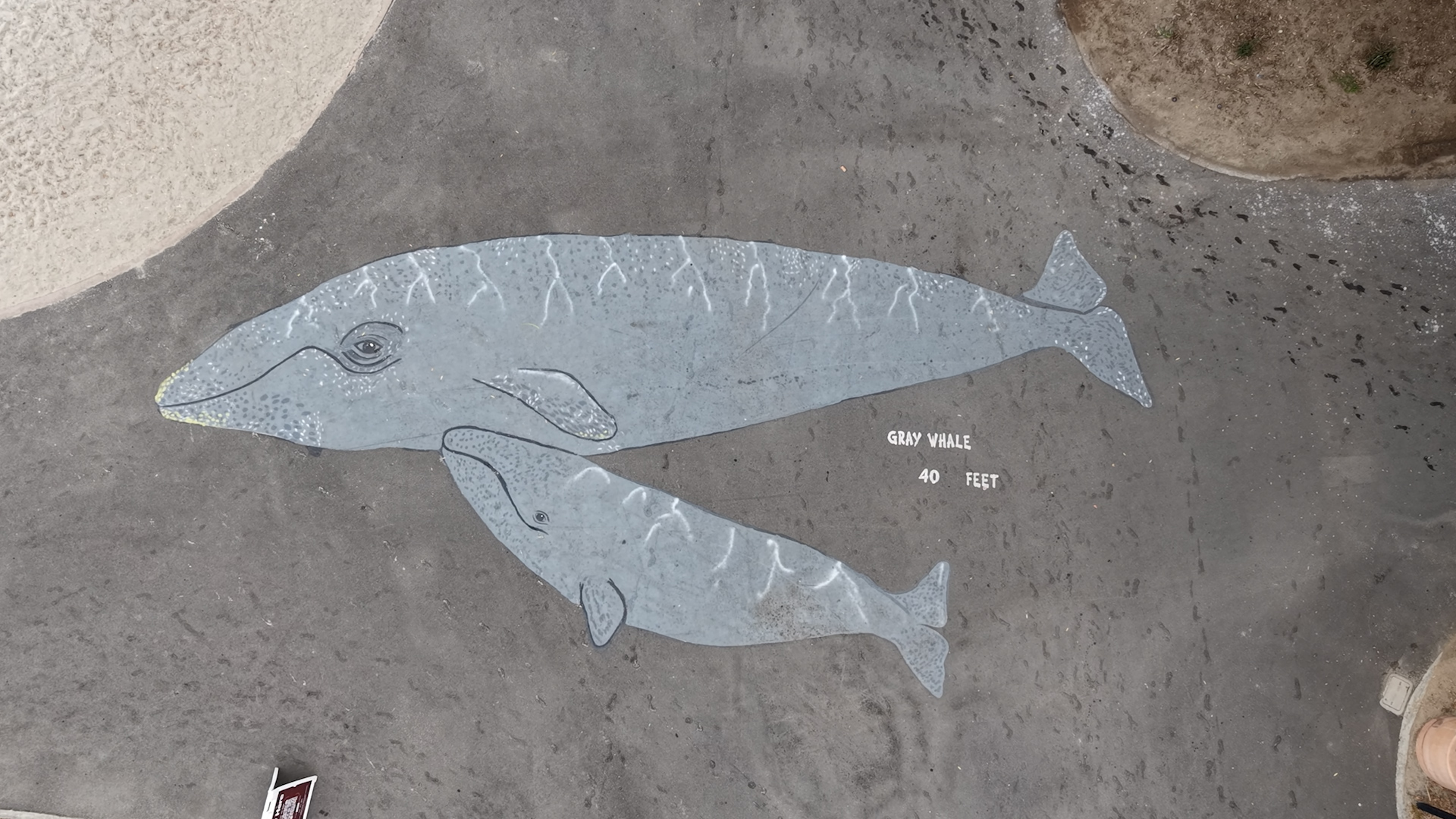 Gray Whale