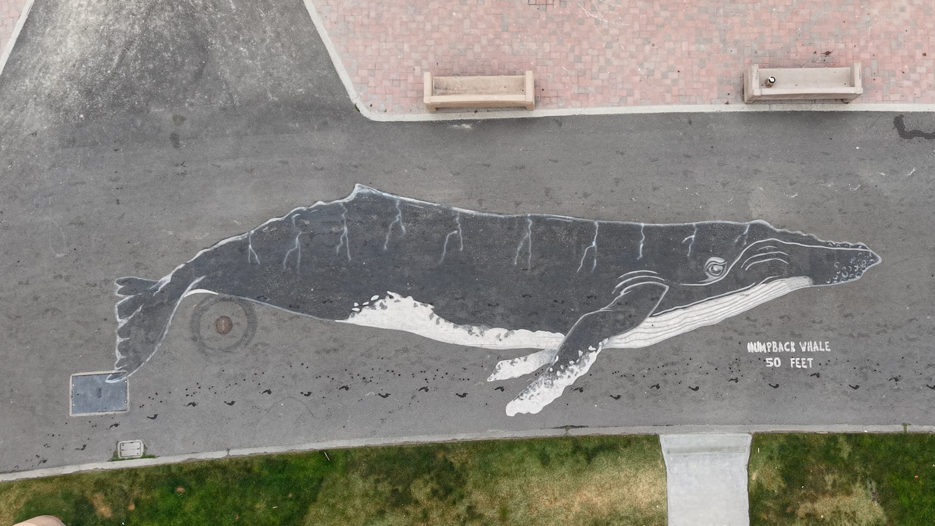 Humpback Whale